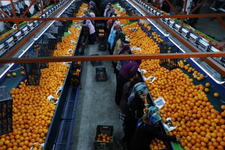 Narenciyeye Yeni Yıl Dopingi