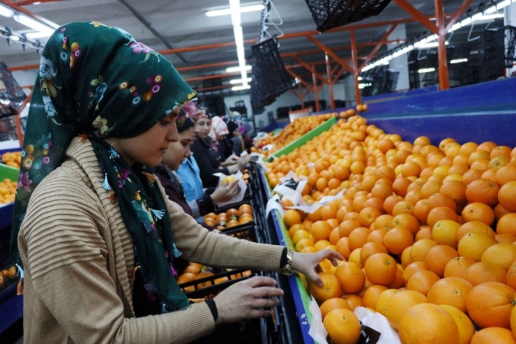 Narenciyeye Yeni Yıl Dopingi