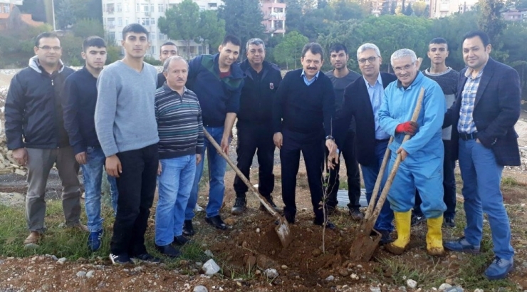 "Orman Dede" 100 Bin Fidanı Toprakla Buluşturdu