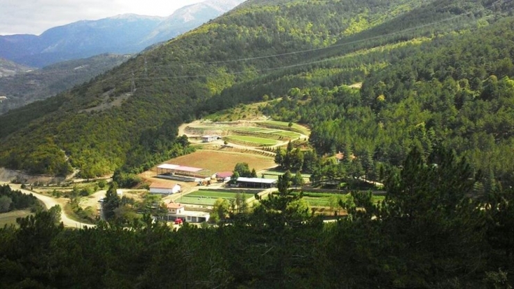 Amasya’da 3 Milyon Fidan Üretildi