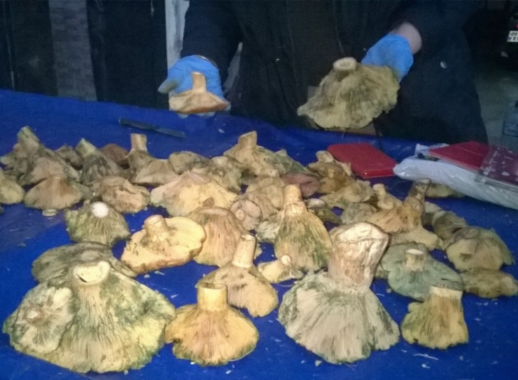 Çam Çıntarı Tezgahlarda Yerini Aldı