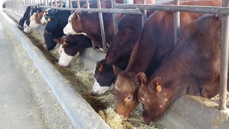 Hayvancılara ‘Küpe’ Uyarısı