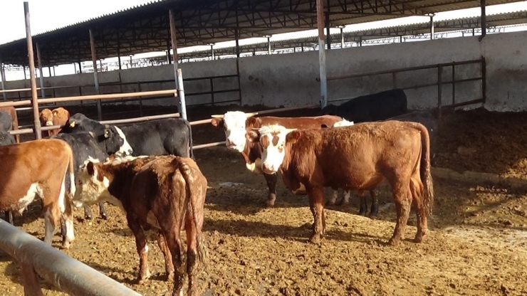 Hayvancılara ‘Küpe’ Uyarısı