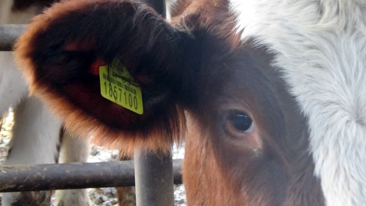 Hayvancılara ‘Küpe’ Uyarısı