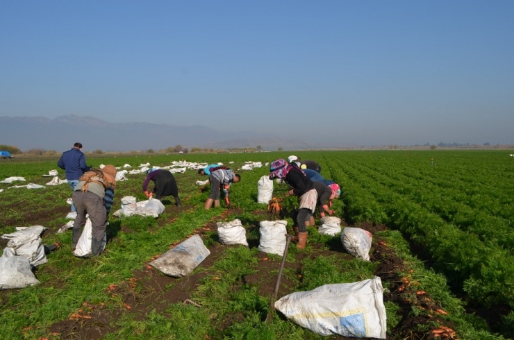 Kırıkhan Havucu Üreticisinin Yüzünü Güldürdü