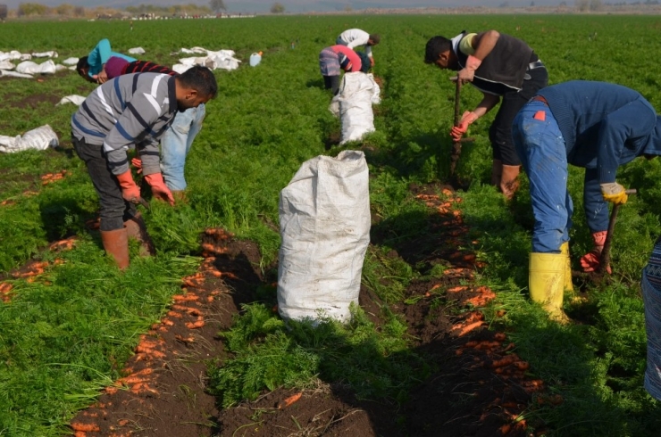 Kırıkhan Havucu Üreticisinin Yüzünü Güldürdü