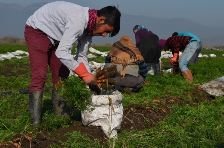 Kırıkhan Havucu Üreticisinin Yüzünü Güldürdü