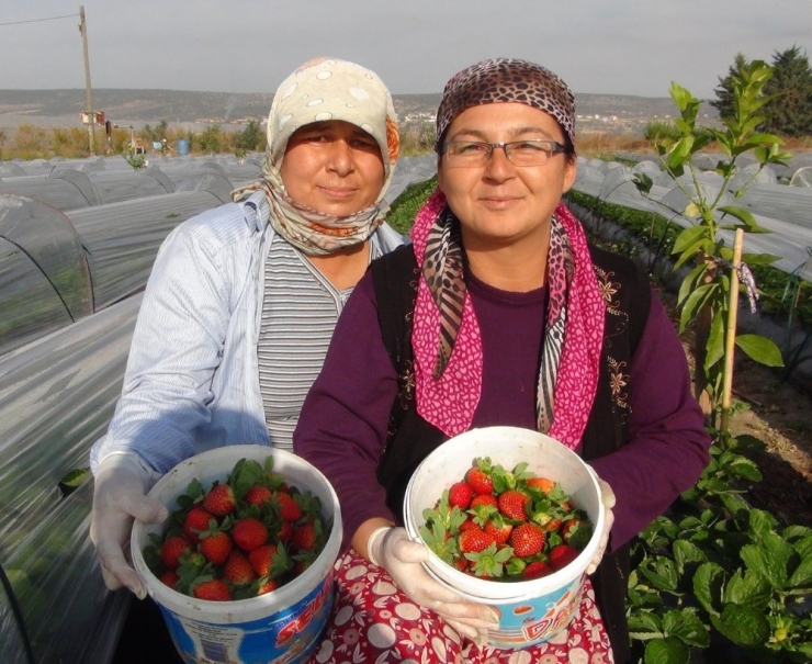 Mersin’de Kış Ortasında Açıkta Çilek Hasadı