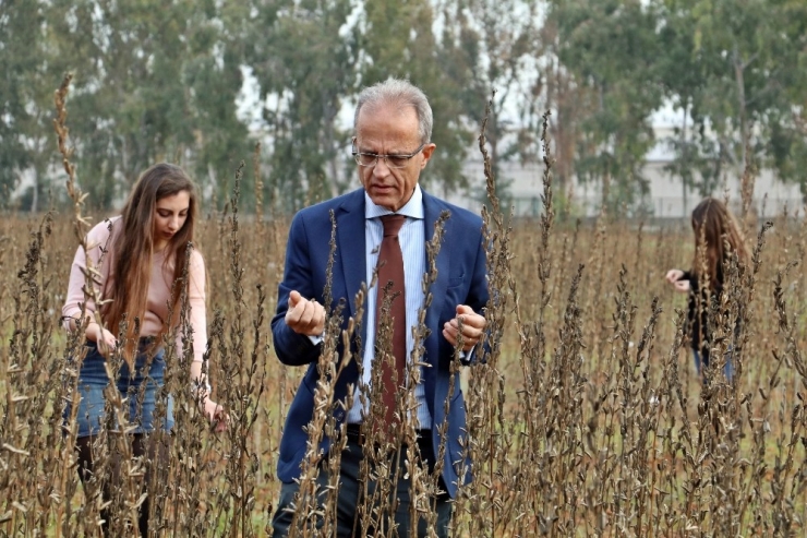 Türk Uzmanların Susam Mutantları, Afrika’da Binlerce İnsana İstihdam Oluşturdu