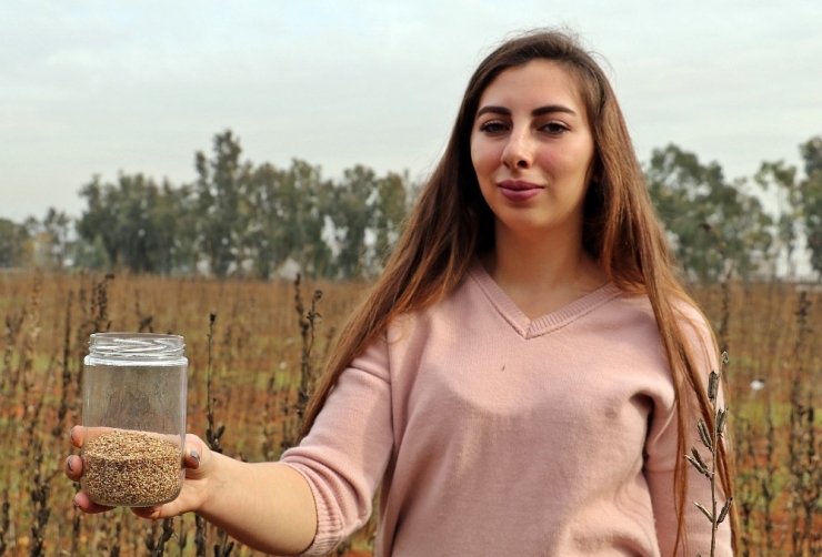 Türk Uzmanların Susam Mutantları, Afrika’da Binlerce İnsana İstihdam Oluşturdu
