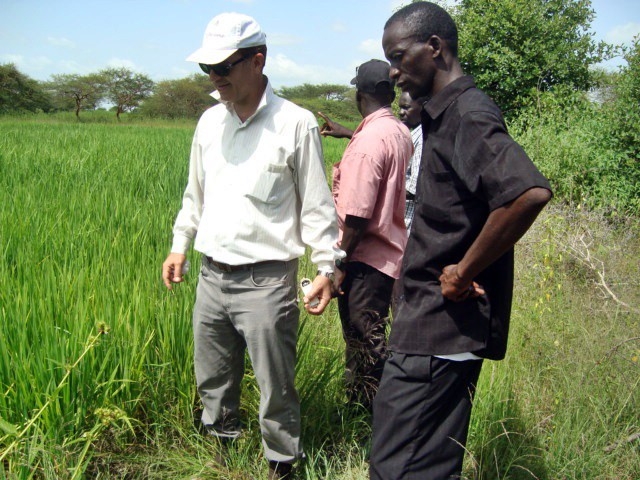Türk Uzmanların Susam Mutantları, Afrika’da Binlerce İnsana İstihdam Oluşturdu