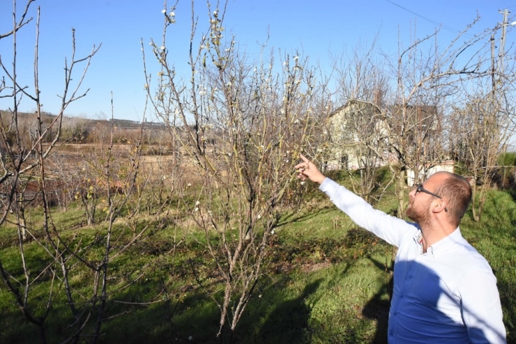 Erik Ağacı Aralık Ayında Çiçek Açtı