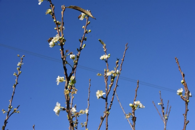 Erik Ağacı Aralık Ayında Çiçek Açtı