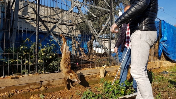 Kuyruğunu Kestikleri Yavru Tilkiyi Ayaklarından Astılar