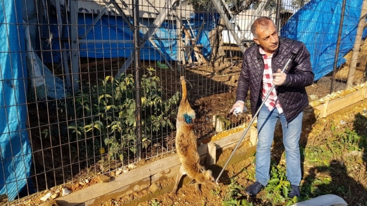 Kuyruğunu Kestikleri Yavru Tilkiyi Ayaklarından Astılar