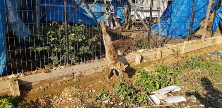 Kuyruğunu Kestikleri Yavru Tilkiyi Ayaklarından Astılar