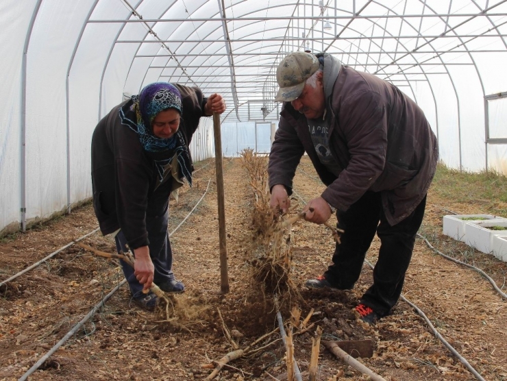 Şehir Hayatından Sıkılıp Geldikleri Sivas’ta Sera Kurdular