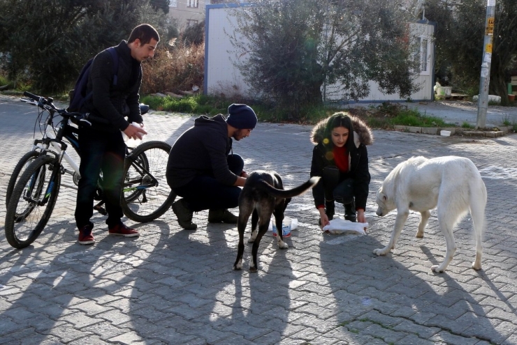 Sokak Hayvanları İçin Örnek Proje