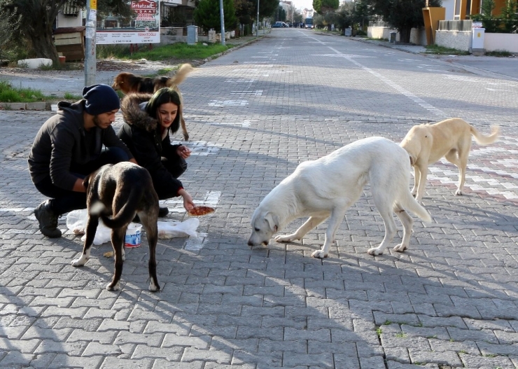 Sokak Hayvanları İçin Örnek Proje