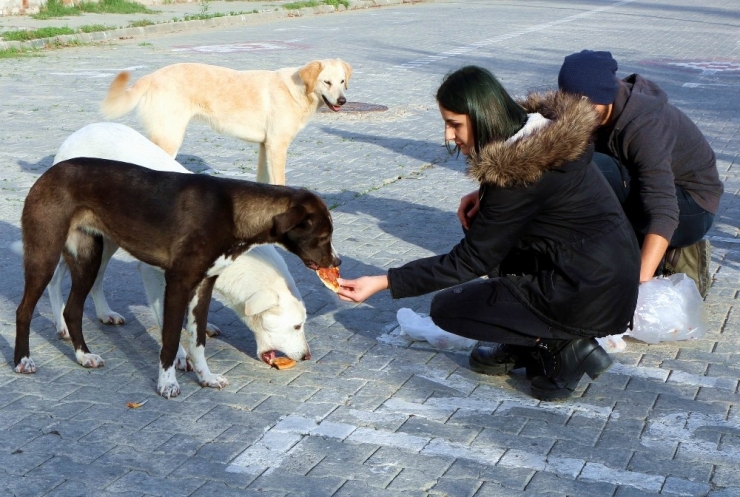 Sokak Hayvanları İçin Örnek Proje