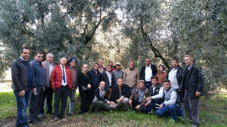 Zeytincilere Budama Eğitimi