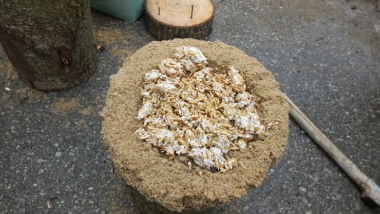 Mantar Üreticileri Kredi Bekliyor