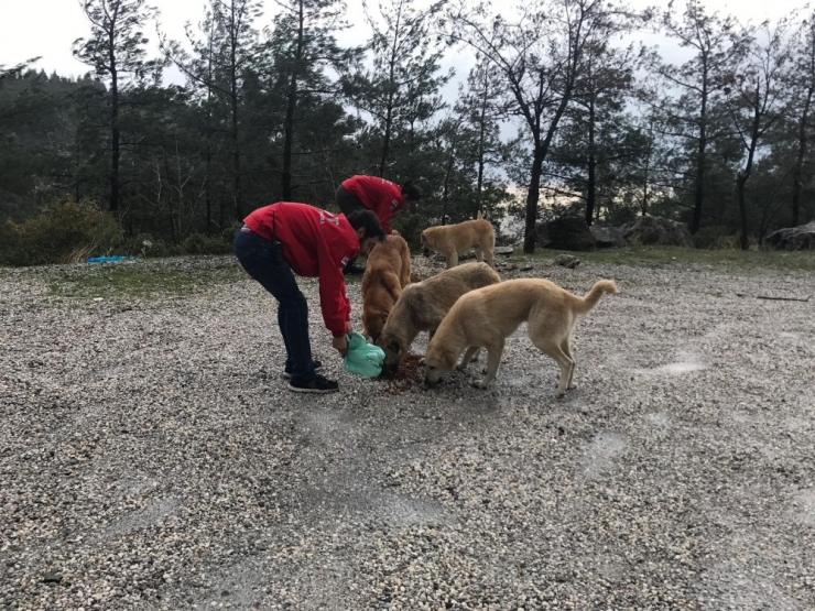 Mcbü Akut, Sokak Hayvanlarını Unutmadı