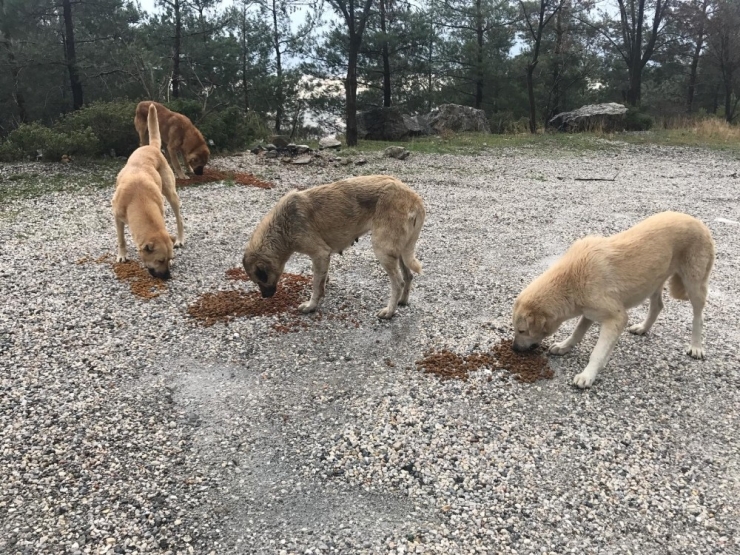 Mcbü Akut, Sokak Hayvanlarını Unutmadı