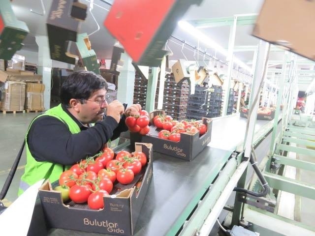 Jeotermal Isıtmalı Serada Üretilen Domatesler İhraç Ediliyor