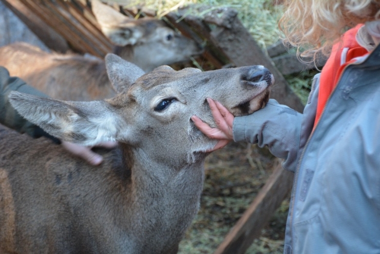 Umay Ve Midas Doğal Hayatlarına Kavuştu