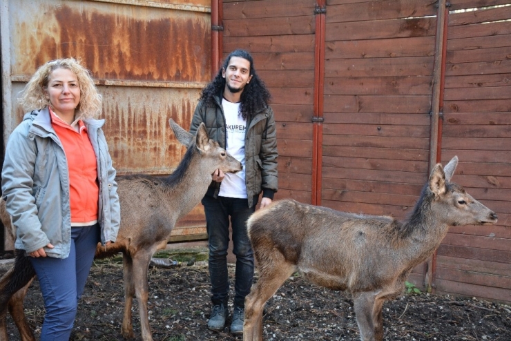 Umay Ve Midas Doğal Hayatlarına Kavuştu