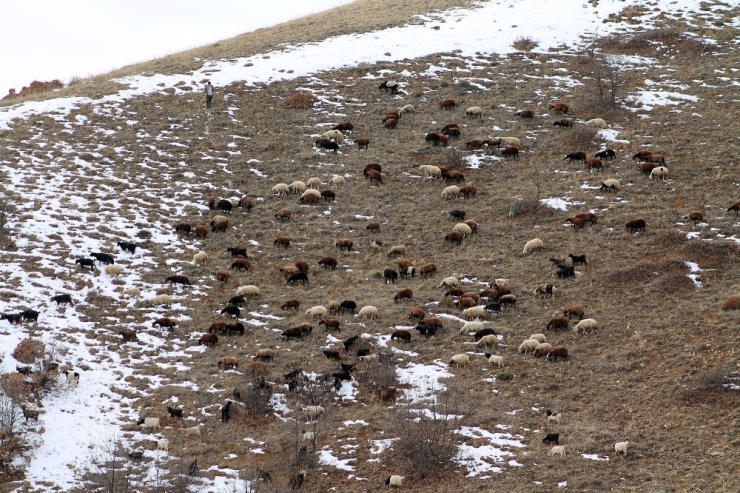 Besiciler Karlı Dağlarda Hayvanlarını Besliyor
