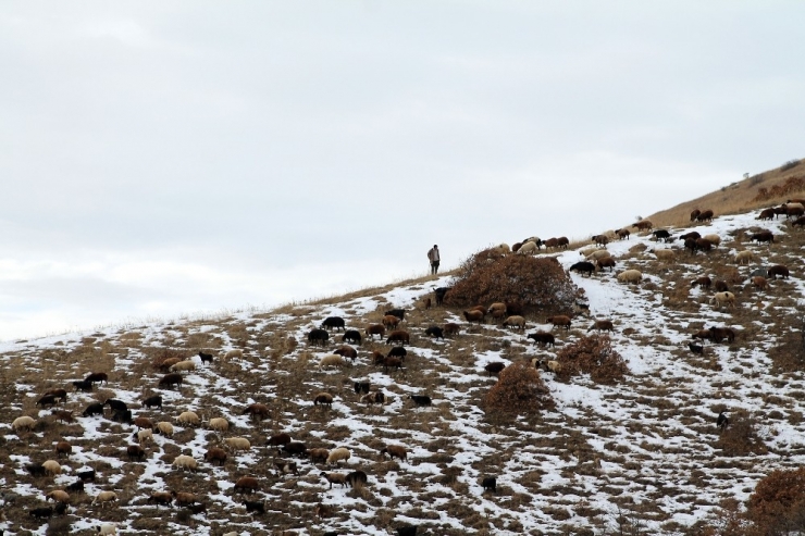 Besiciler Karlı Dağlarda Hayvanlarını Besliyor