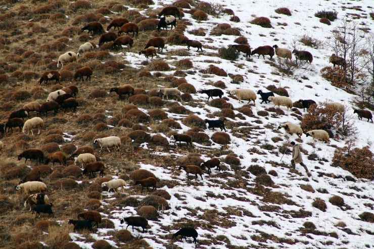 Besiciler Karlı Dağlarda Hayvanlarını Besliyor