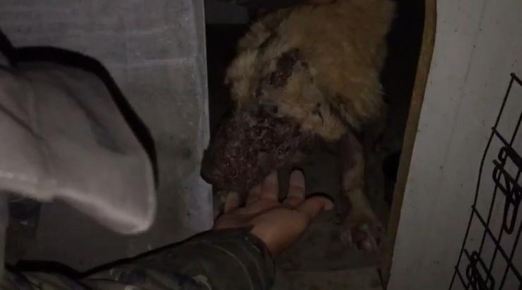 Kimyasal Maddeyle Yaralanan Köpek Tedavi Altına Alındı