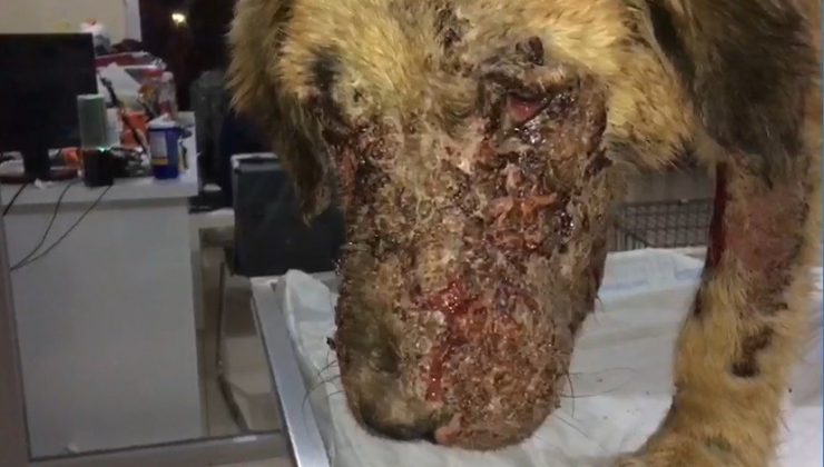 Kimyasal Maddeyle Yaralanan Köpek Tedavi Altına Alındı