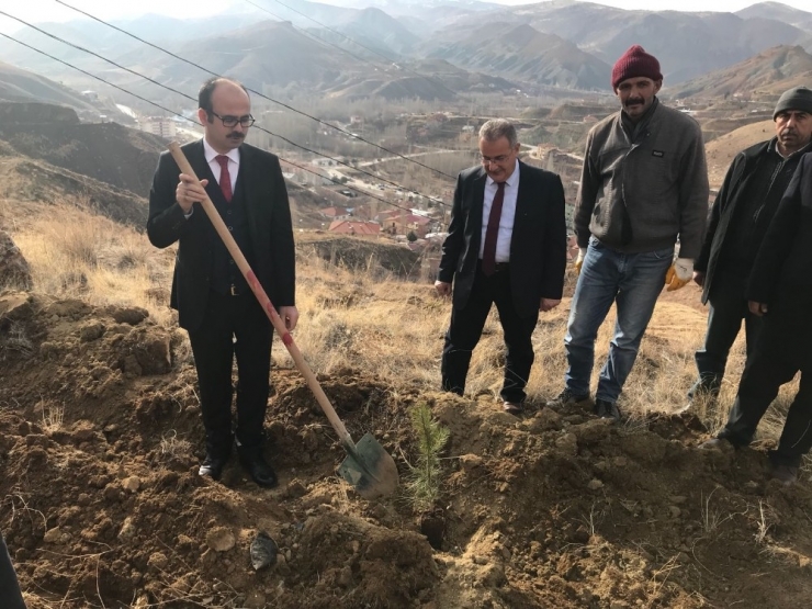 Kuluncak’ta Fidan Dikimi