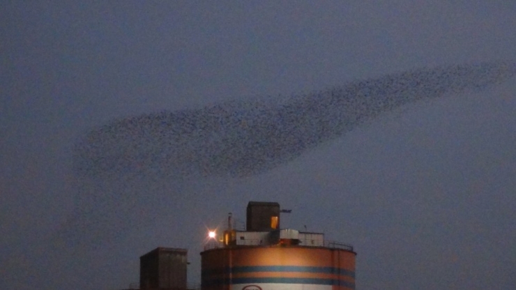 Mardin’de Kuşların Dansı Büyüledi