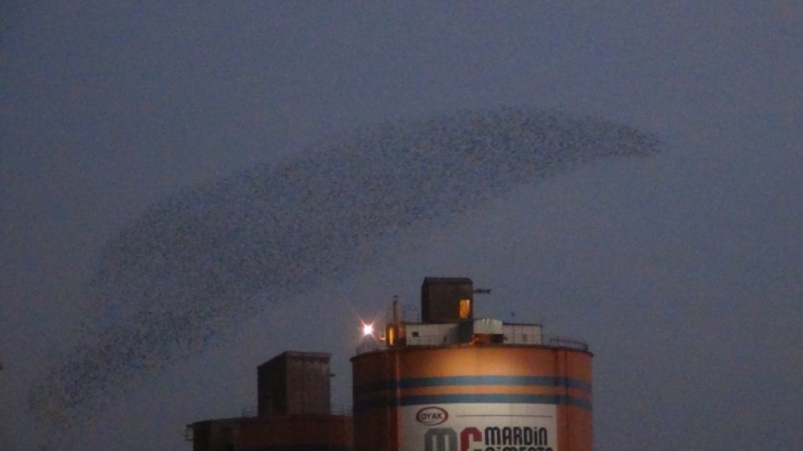 Mardin’de Kuşların Dansı Büyüledi