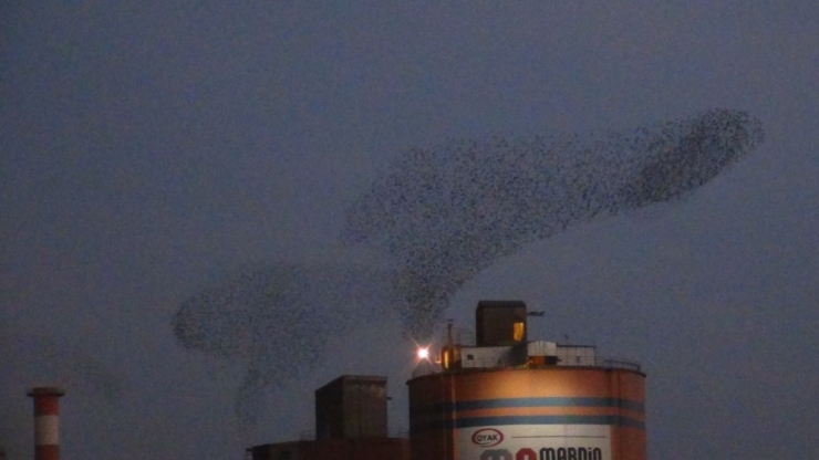 Mardin’de Kuşların Dansı Büyüledi