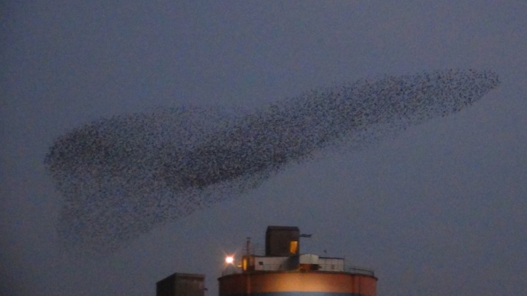 Mardin’de Kuşların Dansı Büyüledi