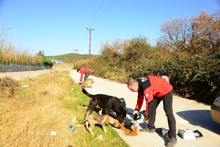 Yüzlerce Sokak Hayvanını Beslemek İçin Yarım Ton Mama Dağıttılar