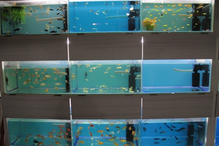 Süs Balığı Bakımında Bu Uygulamalara Dikkat