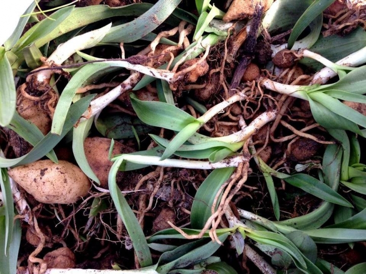 Yeşilırmak Havzası’ndaki Ormanlar Saleple Donatılacak