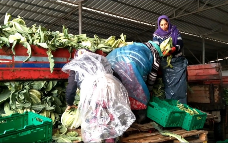 Kışlık Sebze Üreticileri Pazar Sorunu Yaşıyor