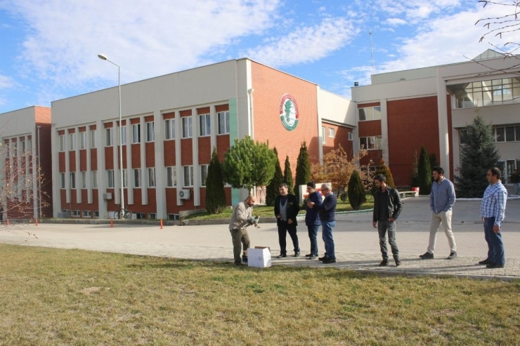 Kanadı Sıkışan Çakırkuşunu Ekolog Kurtardı