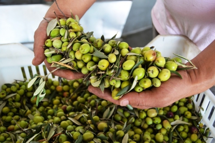 Aydınlıoğlu’dan Zeytinyağı Üreticilerine Müjdeli Haber