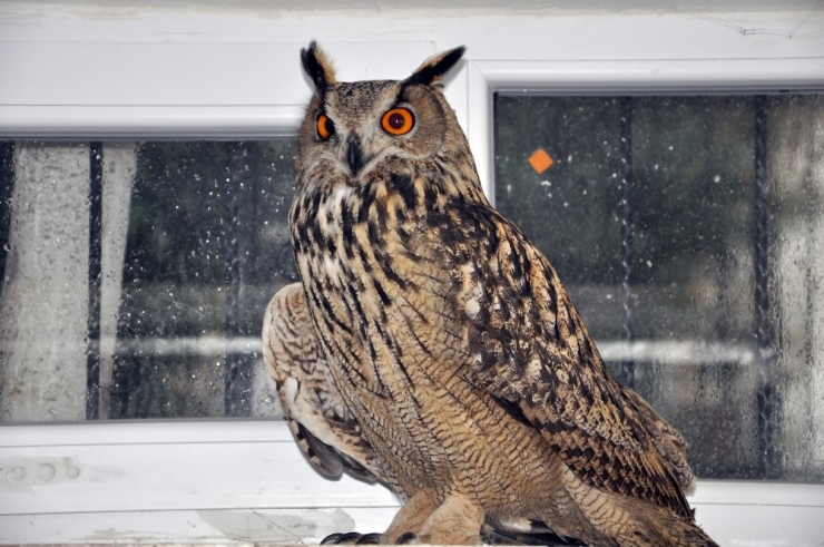 Nadir Görülen Yaralı "Puhu" Kuşu Tedavi Altına Alındı