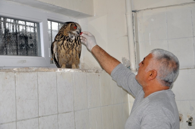 Nadir Görülen Yaralı "Puhu" Kuşu Tedavi Altına Alındı