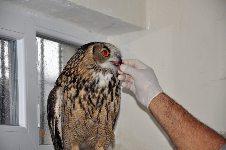 Nadir Görülen Yaralı "Puhu" Kuşu Tedavi Altına Alındı